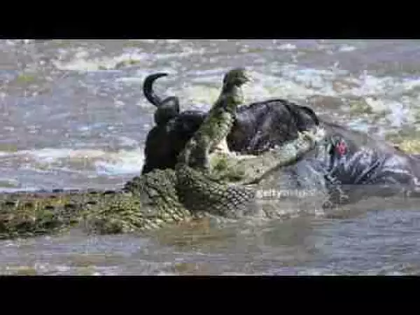 Video: TOP 10 ANIMALS CROSSING THE DANGEROUS RIVER || When Crocodile, Leopard, Lion,...VS